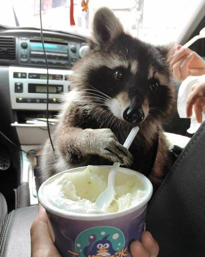 Raccoon enjoying ice cream with a spoon inside a car, showcasing fun and playful behavior.