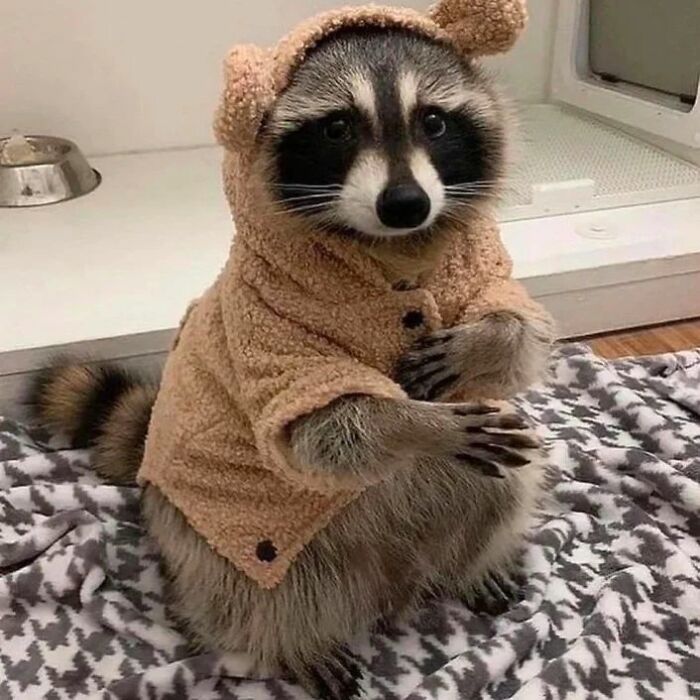 Raccoon in a cozy bear costume sitting on a patterned blanket, appearing playful and content.