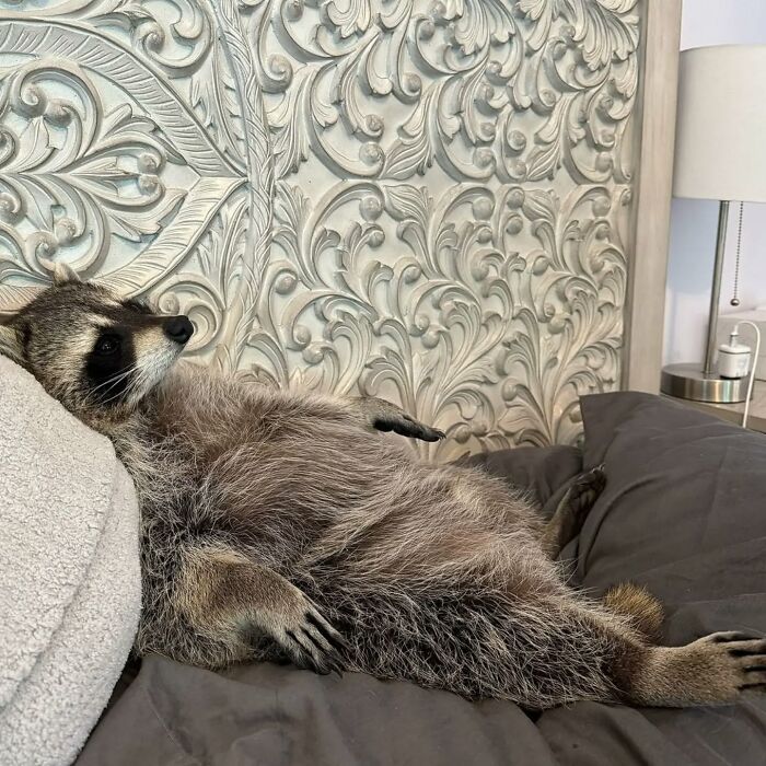 A raccoon lounging comfortably on a bed with an ornate headboard, enjoying a relaxed moment.