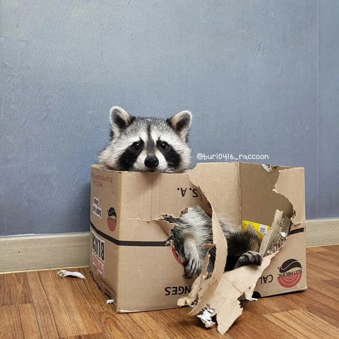 Raccoon enjoying itself inside a torn cardboard box on a wooden floor.