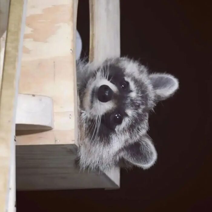 Raccoon peeking playfully from a wooden box, showcasing fun and curiosity.