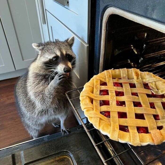 Raccoon curiously looking at a cherry pie in the oven, capturing a fun and playful moment.