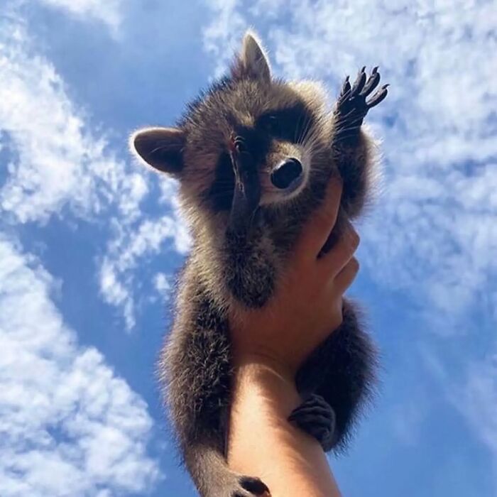 A playful raccoon enjoys being held up against a bright blue sky with clouds.