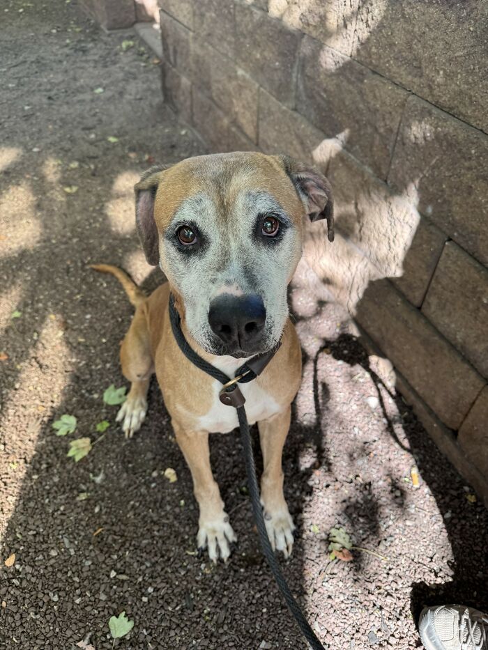 Rescued 12-year-old dog with leash, looking hopeful in a shaded outdoor area.