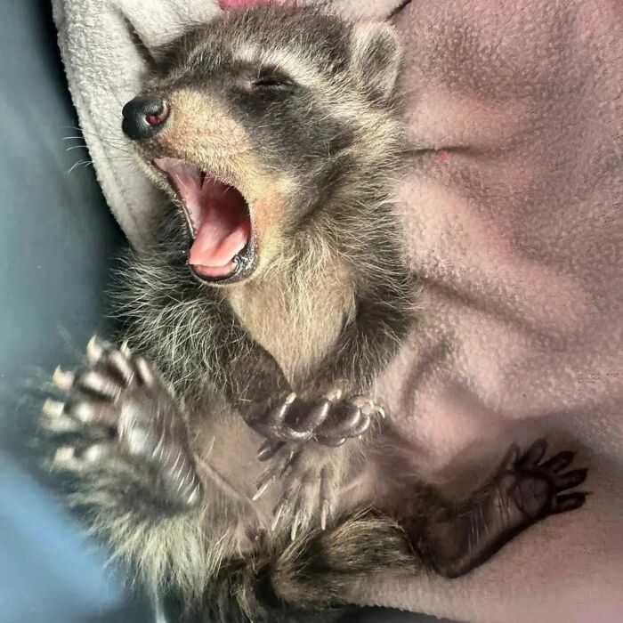 Yawning baby raccoon lying on a soft blanket, illustrating raccoons having fun.