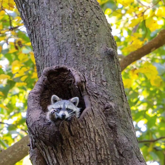 Raccoon peeking out of a tree hollow, looking playful and curious in a forest setting.