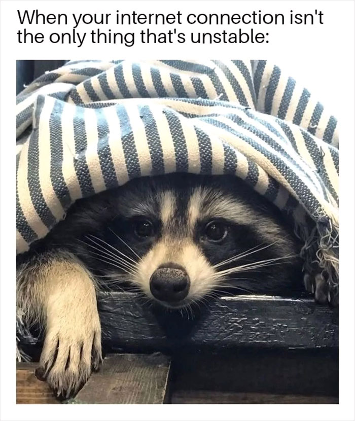 A raccoon peeking from under a striped blanket, looking cozy and playful.