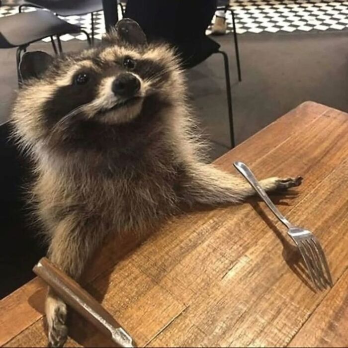 A joyful raccoon at a table with a fork and knife, ready for a fun meal.