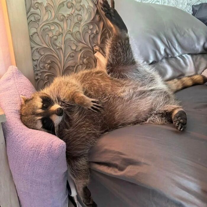 Raccoon lounging comfortably on a bed with one leg playfully raised.