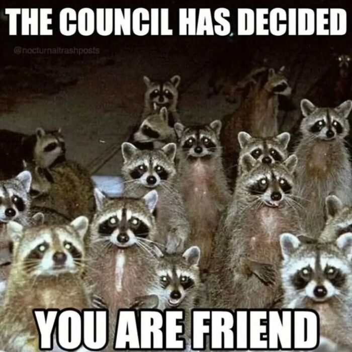 Group of raccoons standing together with text overlay “The council has decided you are friend.”