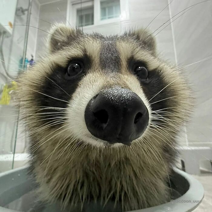 Close-up of a raccoon enjoying a bath, peeking out with a playful expression in a tiled bathroom setting.