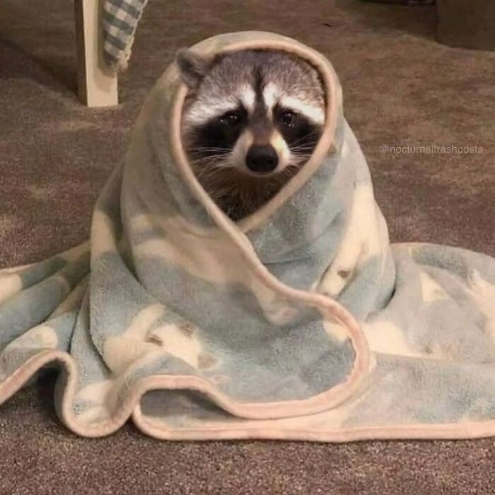 Raccoon wrapped in a cozy blanket, looking playful and snug.