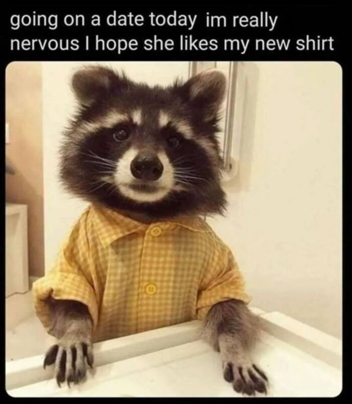 Raccoon wearing a yellow shirt, looking playful and humorous, ready for a fun date.