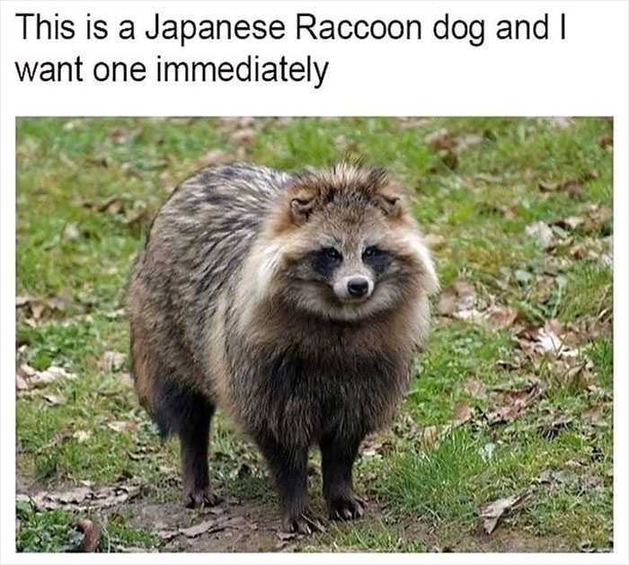 Japanese raccoon dog standing on grass, showcasing its fluffy fur and curious expression.