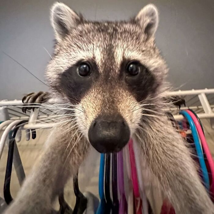 Close-up of a playful raccoon hanging from a clothes rail.