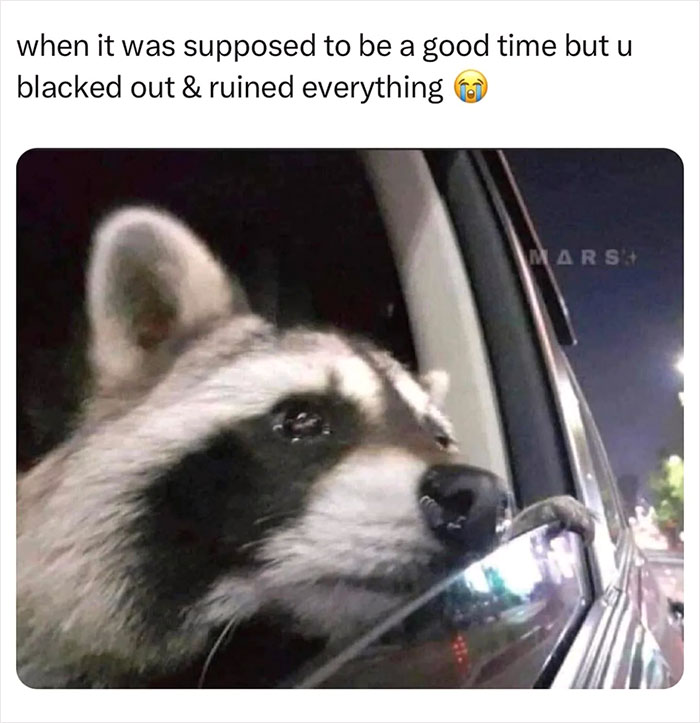 Raccoon looking out of a car window, seeming reflective and calm at night.