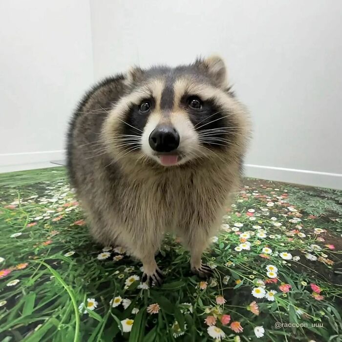 A playful raccoon stands on a floral-patterned floor, sticking its tongue out.