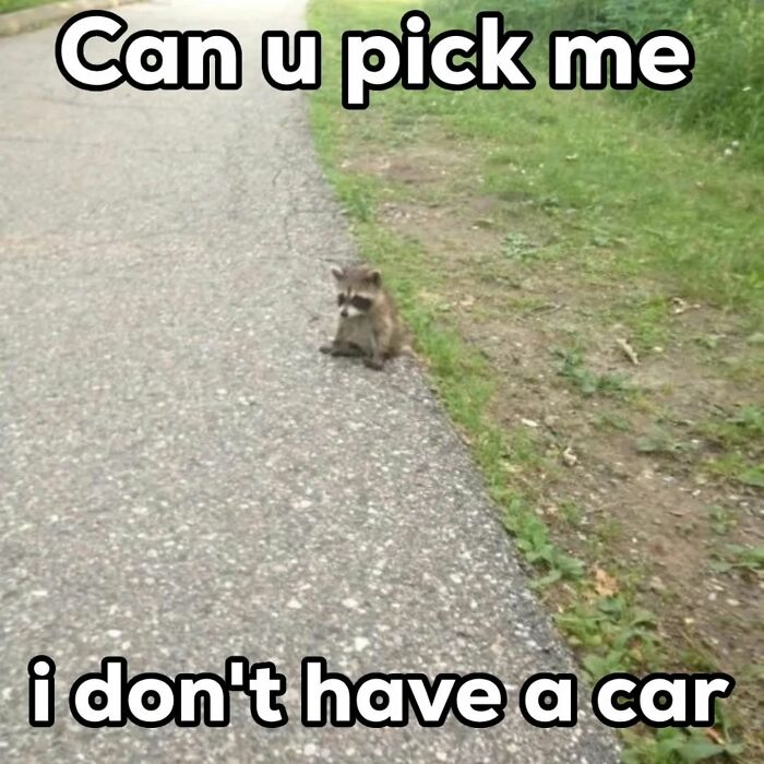 A small raccoon sits on a path with humorous text about needing a ride.