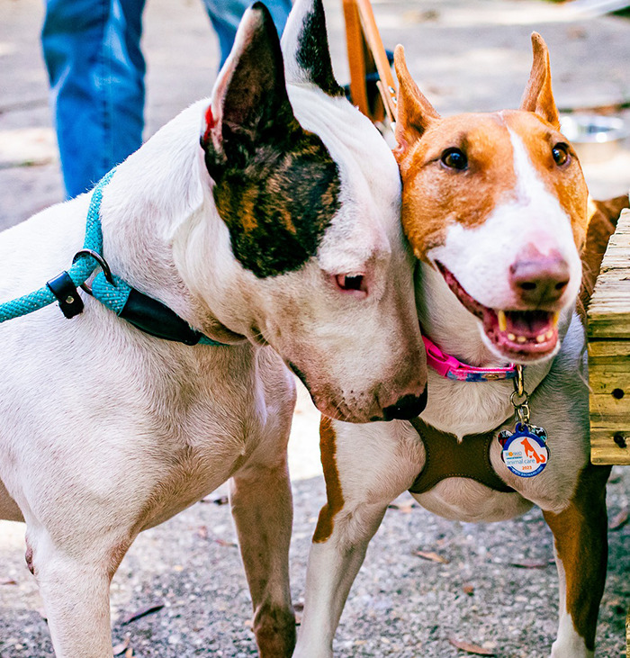 Trooper in a blue collar, showing affection at a park.