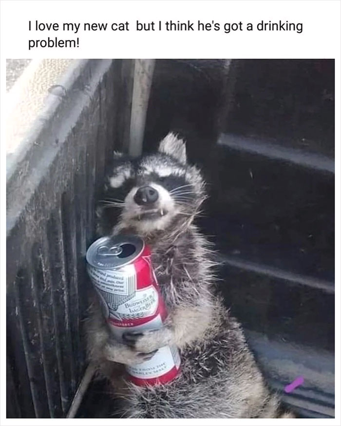 Raccoon holding a soda can, looking playful and mischievous in a humorous setting.