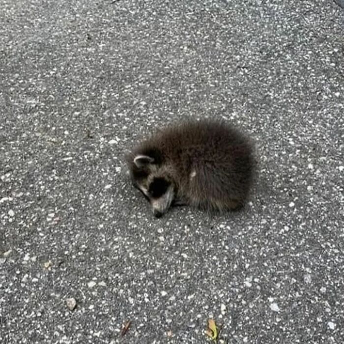 A small raccoon curled up on a road, showcasing a moment of rest.