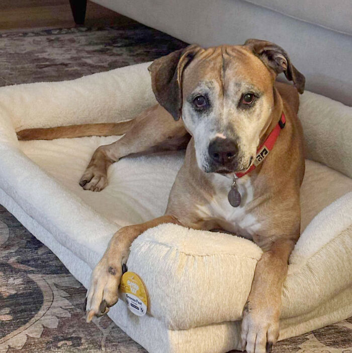 Rescued 12-year-old pup lying on a cozy bed, wearing a red collar.