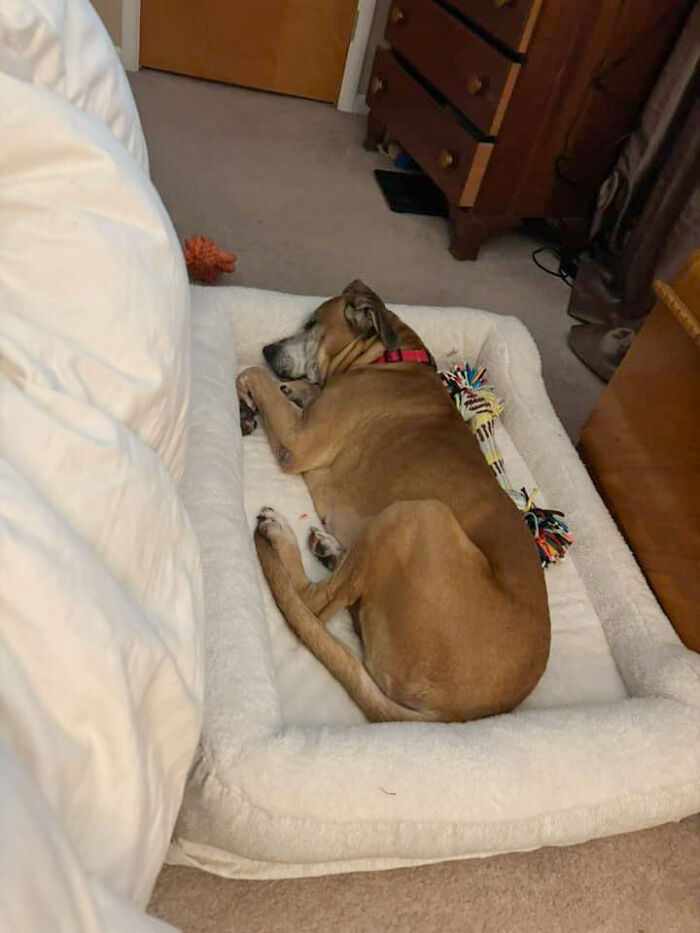 Rescued 12-year-old pup sleeping peacefully on a cozy bed in a bedroom setting.