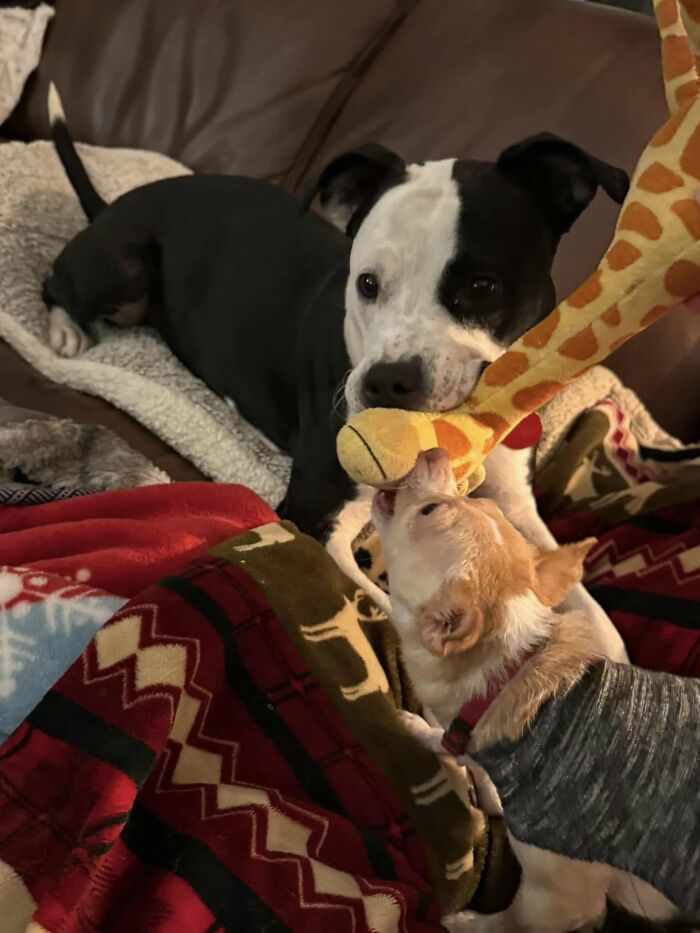 Two different dogs in a shelter bonding while playing with a plush giraffe toy on a cozy blanket.