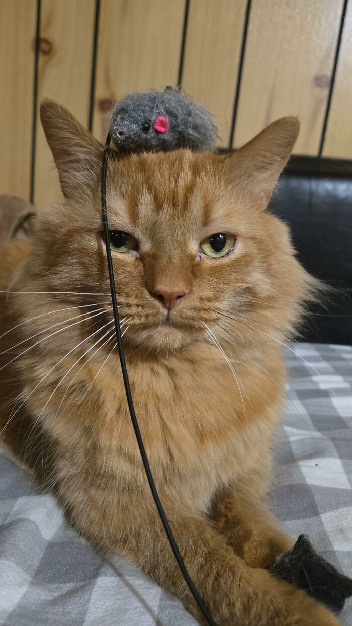 Orange cat with a toy mouse perched on its head, part of funny stuff featuring cats and items, on a cozy bed.