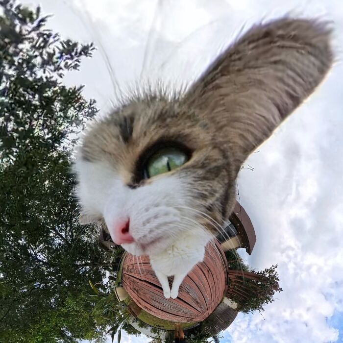 39 Hilariously Silly Photos Of Cats Taken With A 360 Camera By This Owner