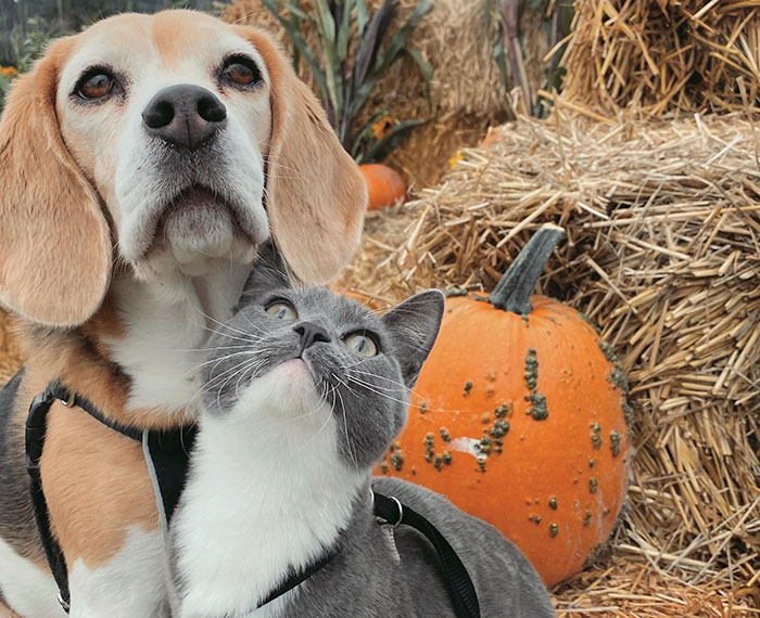 Dog and cat together in a pumpkin patch, displaying each other's traits, surrounded by hay bales and pumpkins.