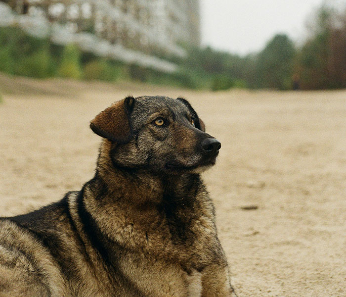 Dog near Chornobyl with unique genetic traits, sitting on a sandy path with trees and buildings in the background.