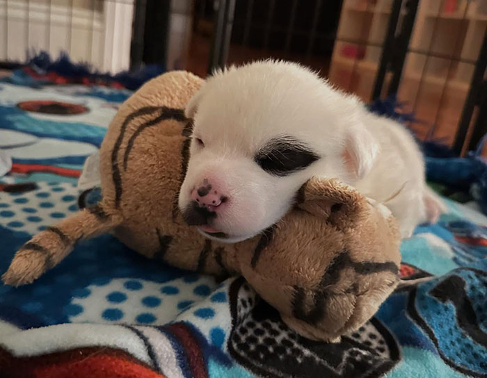 Adorable singleton puppy from rescued dog resting on a blanket with a stuffed toy.