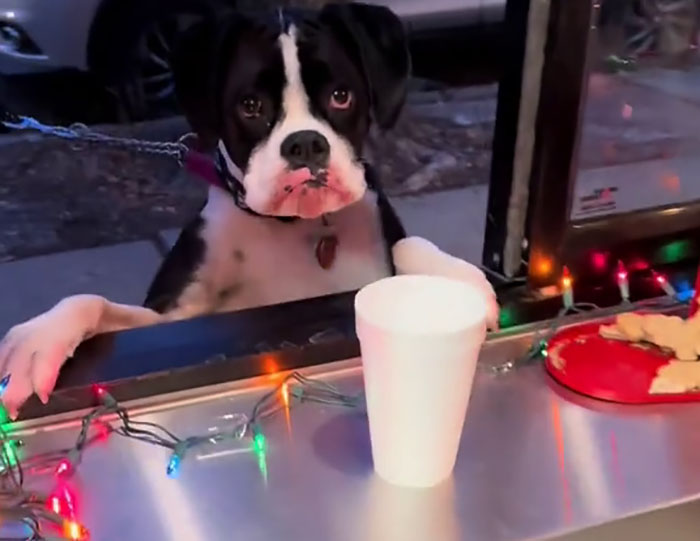 Pizzeria In Chicago Opens Doggie Treat Window, Goes Viral Due To The Most Wholesome Interactions