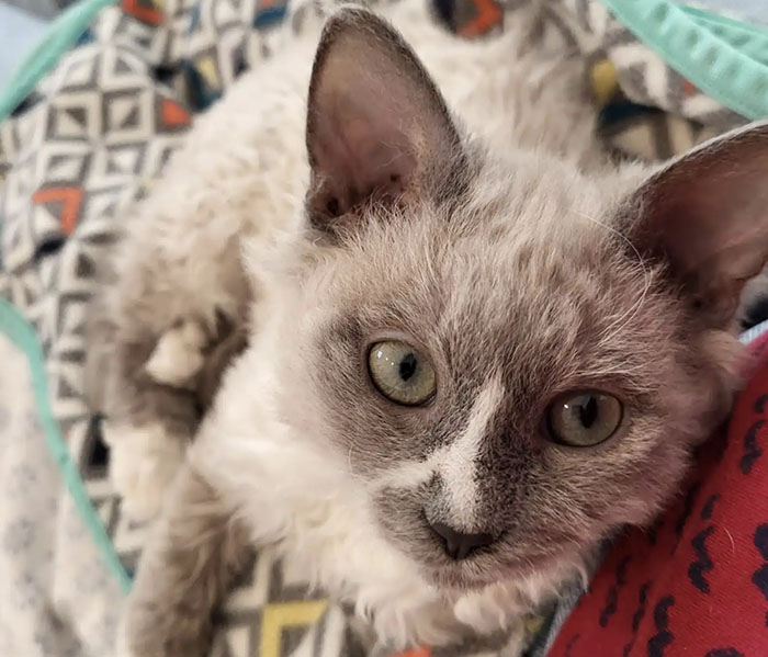 Plush-Like Curly Kittens Got Adopted In Record Time Due To Their Irresistibly Cute Appearance