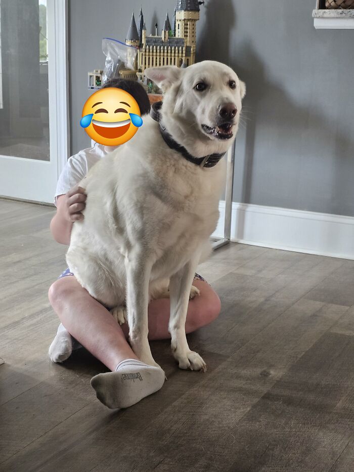 "I'm A Lap Dog"