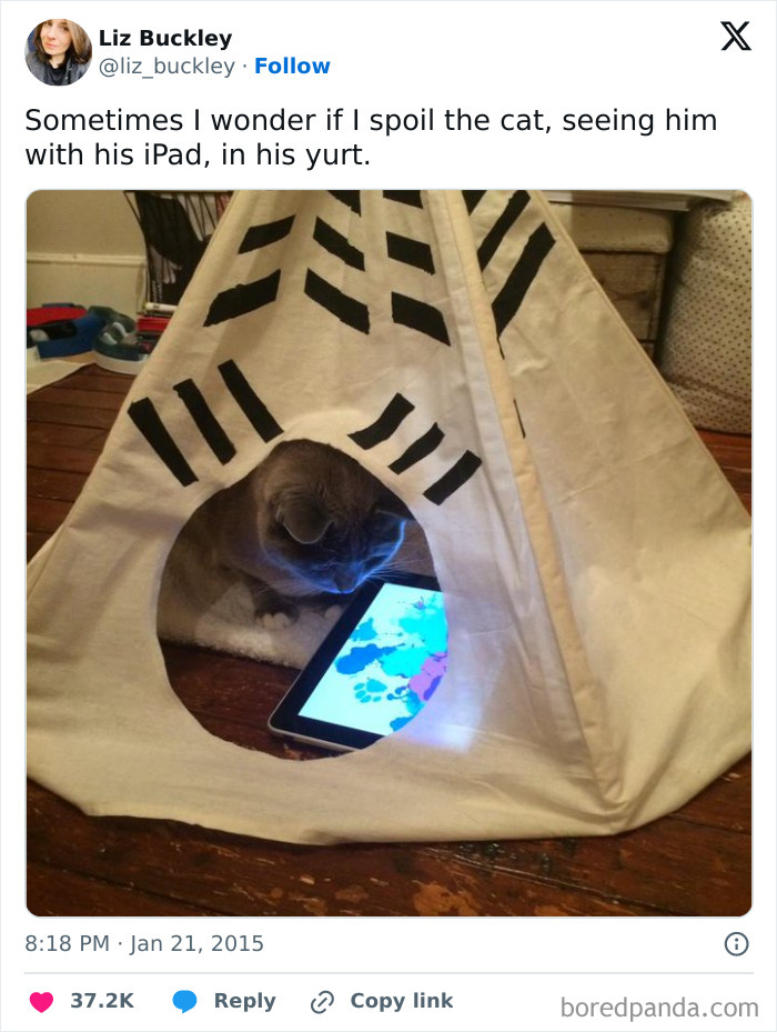 Cat in a yurt tent playing with an iPad, showcasing spoiled pets.