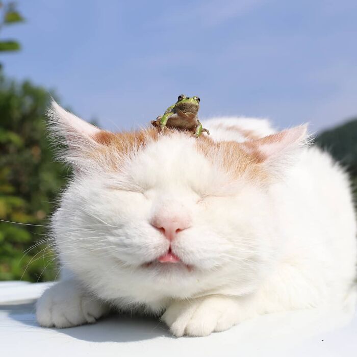 Cat with closed eyes, tongue out, and a frog on its head, showcasing funny cat moments.