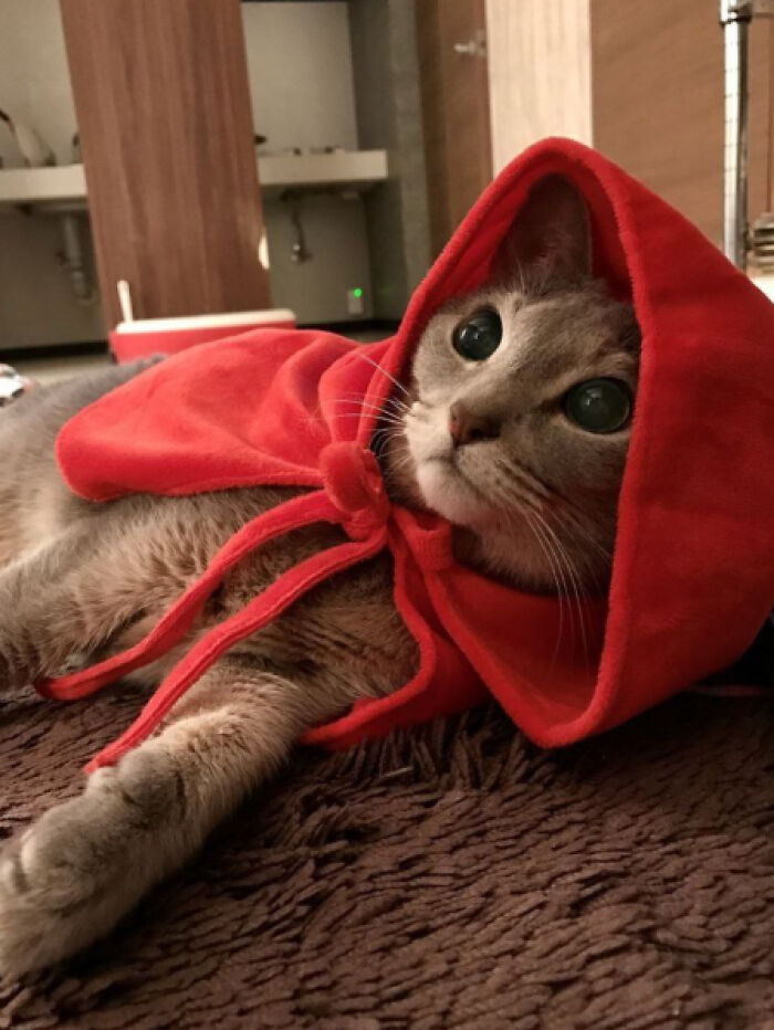 Cat in a cute red hooded outfit, lying on the floor looking playful, capturing funny cat moments.