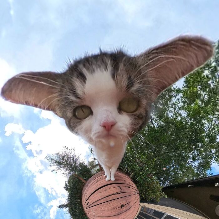 39 Hilariously Silly Photos Of Cats Taken With A 360 Camera By This Owner