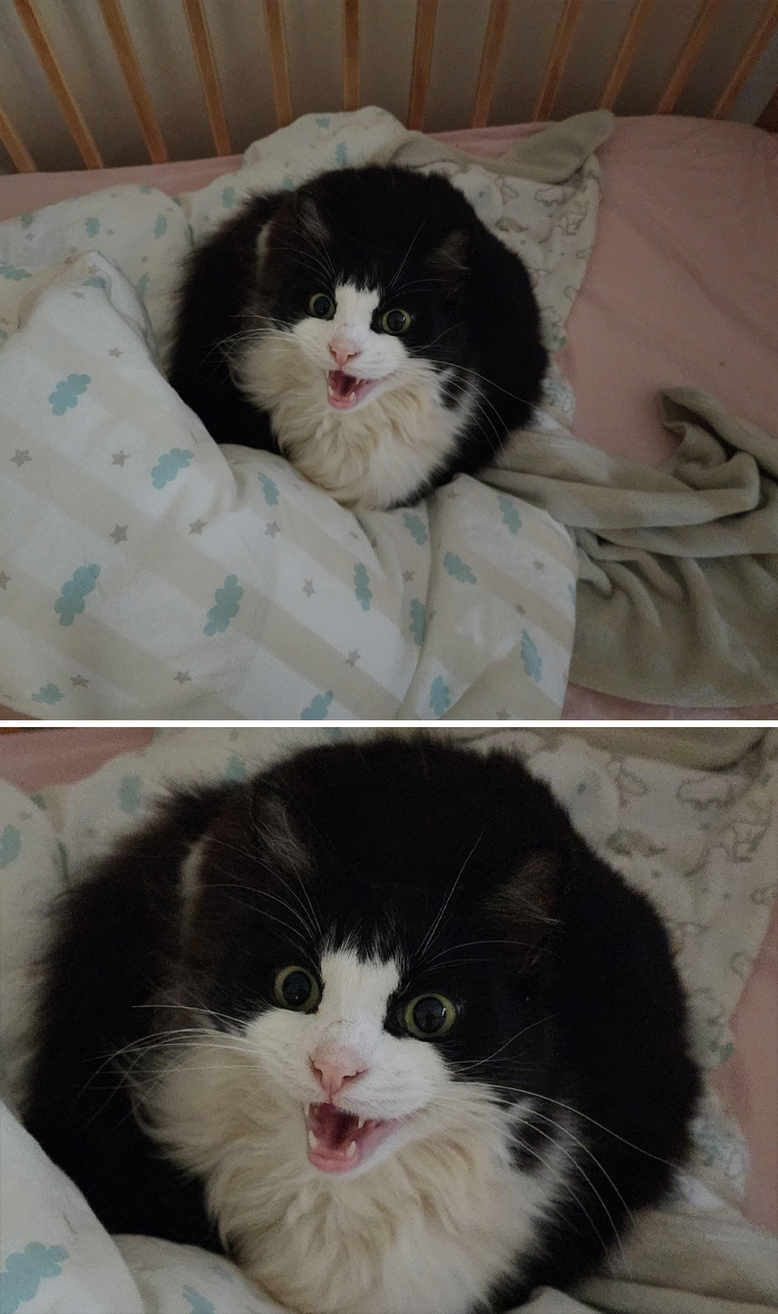 Momo Got A Surprise When We Caught Her Sleeping In Our Daughters Cot