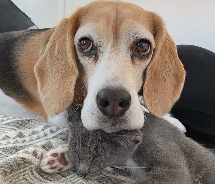 Dog and cat together on a blanket, dog resting its head on sleeping cat, showcasing their bond.