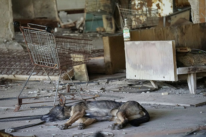 Dog near Chornobyl lying in a deserted area with a shopping cart and debris, illustrating genetic differences.