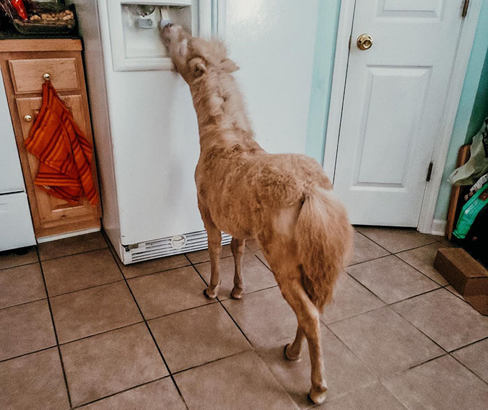 Abandoned baby horse exploring a kitchen, curious about the fridge.