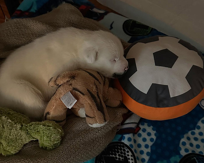 Rescued dog with large, adorable singleton puppy snuggled with toys, capturing hearts online.