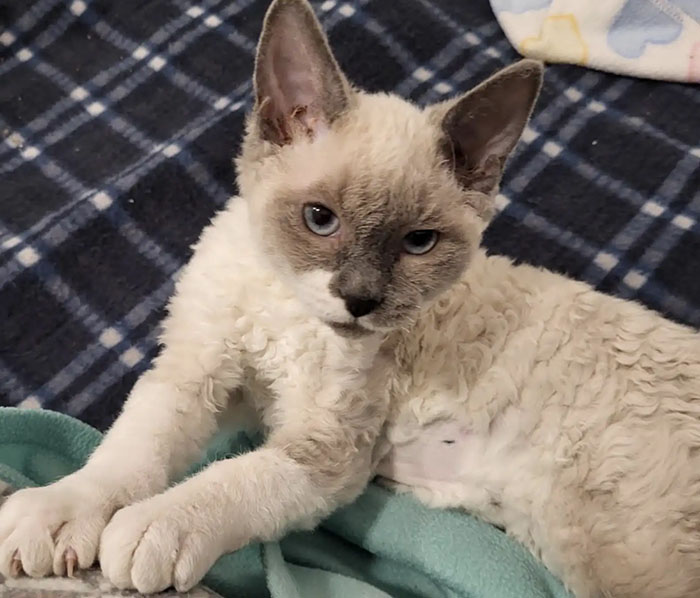 Plush-Like Curly Kittens Got Adopted In Record Time Due To Their Irresistibly Cute Appearance