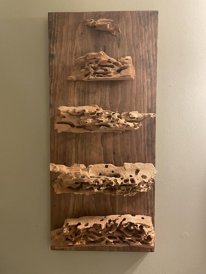 Some Wall Art I Made From An Abandoned Ants Nest