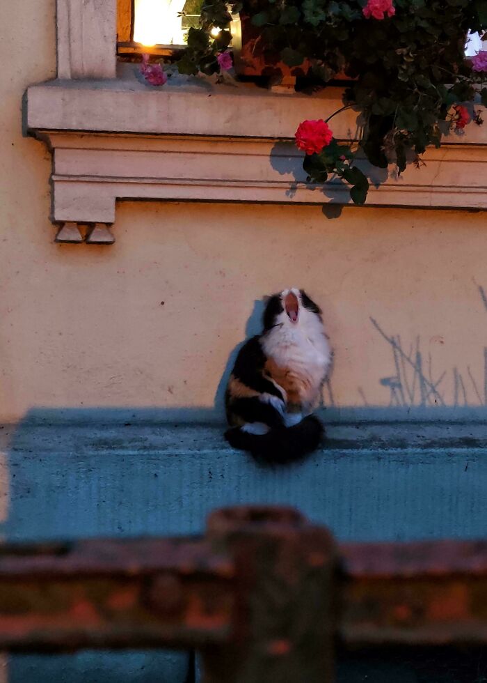 A fluffy cat yawning by a flower-adorned window, resembling a scene from a Renaissance painting.