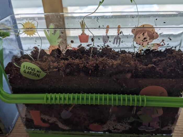 Watch Plants Grow From Root To Tip With The Root Viewer Grow Your Own Plant Kit And Let Your Kids Explore The Wonders Of Plant Biology