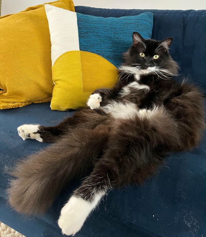 Fluffy black and white cat lounging on a blue couch with colorful pillows, showcasing a cool inheritance.